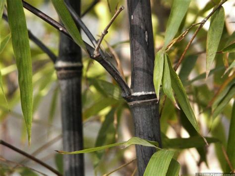 竹子生長方式|竹類植物介紹